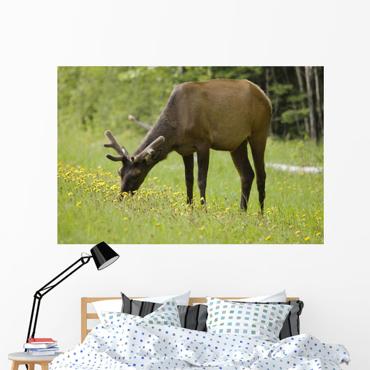 Elk Grazing On Wildflowers In Prince Albert National Park Wall Mural