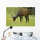 Elk Grazing On Wildflowers In Prince Albert National Park Wall Mural