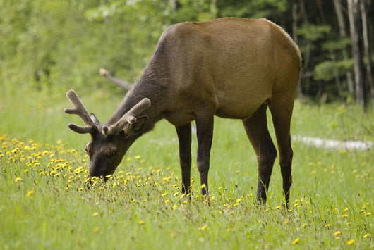 Elk Grazing On Wildflowers In Prince Albert National Park Wall Mural