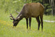 Elk Grazing On Wildflowers In Prince Albert National Park Wall Mural