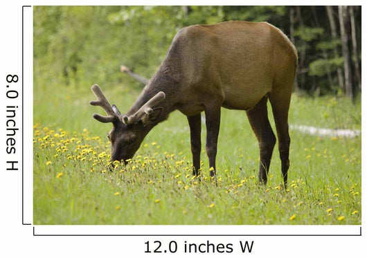 Elk Grazing On Wildflowers In Prince Albert National Park Wall Mural