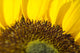 Sunflower, Extreme close-up of center and yellow petals Wall Mural