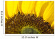 Sunflower, Extreme close-up of center and yellow petals Wall Mural