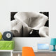 Hawaii, Big Island, Volcano, Close-up of calla lilies Wall Mural