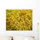 yellow moss on forest floor Wall Mural