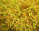yellow moss on forest floor Wall Mural