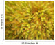 yellow moss on forest floor Wall Mural