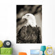 Close-up of Bald Eagle sitting in ponderosa pine tree with head turned Wall Mural