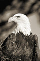 Close-up of Bald Eagle sitting in ponderosa pine tree with head turned Wall Mural