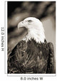 Close-up of Bald Eagle sitting in ponderosa pine tree with head turned Wall Mural