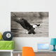 Bald Eagle hunting herring along shoreline Wall Mural