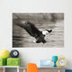 Bald Eagle hunting herring along shoreline Wall Mural