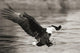 Bald Eagle hunting herring along shoreline Wall Mural