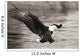 Bald Eagle hunting herring along shoreline Wall Mural