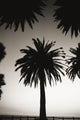 Silhouetted palm tree centered between other palm tree tops at dusk Wall Mural