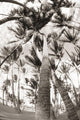 Trees twisted around each other Wall Mural