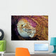 Chambered nautilus Wall Mural