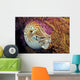 Chambered nautilus Wall Mural