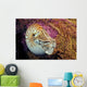 Chambered nautilus Wall Mural