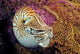 Chambered nautilus Wall Mural