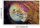 Chambered nautilus Wall Mural