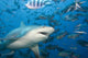 Fiji, Bull shark among school of fish Wall Mural