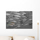 Hawaii, Selective Black And White On A School Of Yellowfin Goatfish Wall Mural