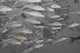 Hawaii, Selective Black And White On A School Of Yellowfin Goatfish Wall Mural