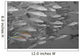 Hawaii, Selective Black And White On A School Of Yellowfin Goatfish Wall Mural