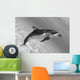 Atlantic Spotted Dolphin In Shallow Clear Ocean Water Wall Mural