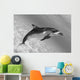 Atlantic Spotted Dolphin In Shallow Clear Ocean Water Wall Mural
