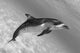 Atlantic Spotted Dolphin In Shallow Clear Ocean Water Wall Mural
