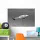 Atlantic Bottlenose Dolphin In Clear Ocean Water Wall Mural