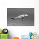 Atlantic Bottlenose Dolphin In Clear Ocean Water Wall Mural