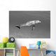 Atlantic Bottlenose Dolphin In Clear Ocean Water Wall Mural