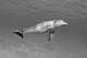 Atlantic Bottlenose Dolphin In Clear Ocean Water Wall Mural