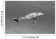 Atlantic Bottlenose Dolphin In Clear Ocean Water Wall Mural