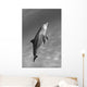 Atlantic Bottlenose Dolphin In Clear Ocean Water Wall Mural