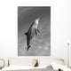 Atlantic Bottlenose Dolphin In Clear Ocean Water Wall Mural