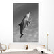Atlantic Bottlenose Dolphin In Clear Ocean Water Wall Mural