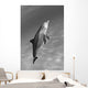 Atlantic Bottlenose Dolphin In Clear Ocean Water Wall Mural