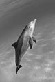 Atlantic Bottlenose Dolphin In Clear Ocean Water Wall Mural