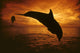 A Pair Of Atlantic Bottlenose Dolphin Leap Into A Caribbean Sunset Wall Mural