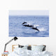 Guatemala, Puerto Quetzal, Spinner Dolphins Jumping Wall Mural