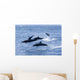 Guatemala, Puerto Quetzal, Spinner Dolphins Jumping Wall Mural