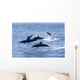 Guatemala, Puerto Quetzal, Spinner Dolphins Jumping Wall Mural