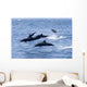 Guatemala, Puerto Quetzal, Spinner Dolphins Jumping Wall Mural