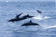 Guatemala, Puerto Quetzal, Spinner Dolphins Jumping Wall Mural