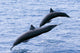 Guatemala, Puerto Quetzal, Spinner Dolphins Jumping Wall Mural