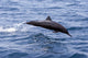 Guatemala, Puerto Quetzal, Spinner Dolphin Jumping Wall Mural
